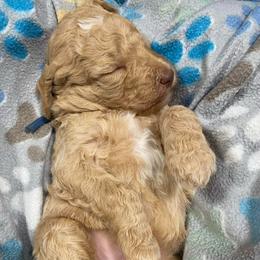 ORICK - Blue Collar Boy - Apricot male Poodle puppy in Charlo, Montana from Heavenly Hilltop Farm