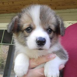 Boy 2 - Red male Pembroke Welsh Corgi puppy in Roy, Washington from Brighton Creek Welsh Corgis