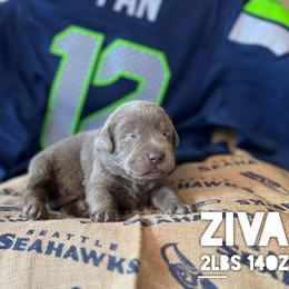 Ziva - Silver female Dilute Retriever puppy in Puyallup, Washington from 12 Door Farm Labradors