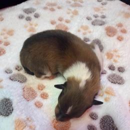 Chili - Sable and white male Collie puppy in Carencro, Louisiana from Cajun Bayou's Collies LLC