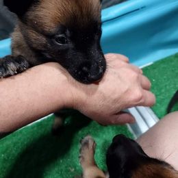 Belgian Malinois and German Shepherd Puppies from Madhouse’s Belgian Malinois and German Shepherds