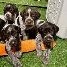 Wirehaired Pointing Griffon puppies from Muddy Paws WPG