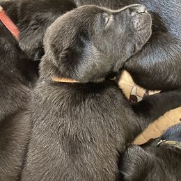 Peanut Butter-Tan Collar - Black Labrador Retriever puppy in Springfield, Missouri from Kellner Labradors