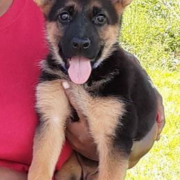 German Shepherd Puppies from Karen's Kennel