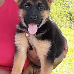 German Shepherd Puppies from Karen's Kennel