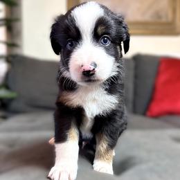 Boy 7 - male Miniature Australian Shepherd puppy in Stockton, Missouri from Kizmit Farmz
