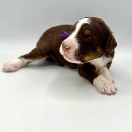Cookie - Tri-color female Bernedoodle puppy in Mount Pleasant, Tennessee from Doodle My Heart