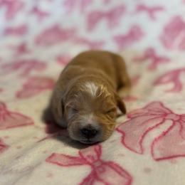 Tigger - Apricot male Goldendoodle puppy in Jacksonville, Florida from Dandelion Doodles