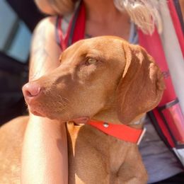 Etta - Vizsla