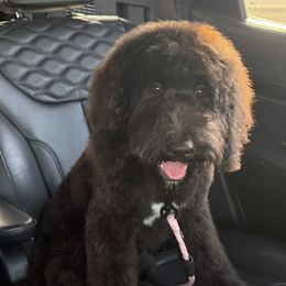 Bernedoodle, Goldendoodle, and Sheepadoodle Puppies from Dhalia’s Doodles