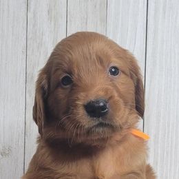 Goldendoodle and Golden Retriever Puppies from Seven Oaks Goldens and Doodles