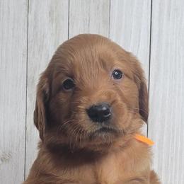 Goldendoodle and Golden Retriever Puppies from Seven Oaks Goldens and Doodles
