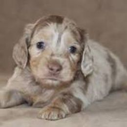 Dachshund Puppies from Mr. Wieners Dachshunds and roxiesdoxies