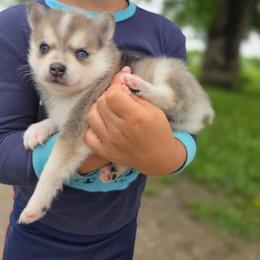 Jenne - Merle female Pomsky puppy in Mc Callsburg, Iowa from SZ Rolling Acres LLC