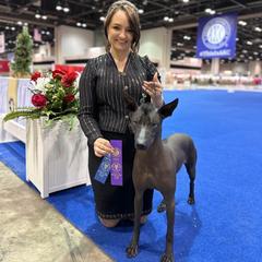 Mera - Xoloitzcuintli