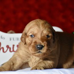 Donner(green collar) - Dark golden male Golden Retriever puppy in Gober, Texas from Trigger Time Kennels