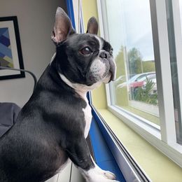 Boston Terriers from Beaux Bostons
