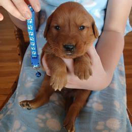 Blue - Dark golden male Golden Retriever puppy in Lanesboro, Minnesota from Eagle Ridge Golden Retrievers