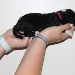 Bernedoodle puppies from Buschur Bernedoodles