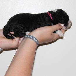 Bernedoodle puppies from Buschur Bernedoodles