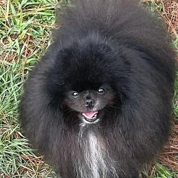 Yogi - Pomeranian