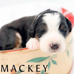 MACKEY - Tri-color female Bernedoodle puppy in Tipton, Indiana from Country Creek Doodles