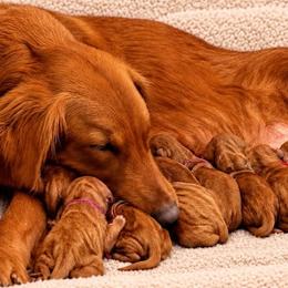Boy 1 - male Golden Retriever puppy in La Verne, California from 4LoveofGoldens
