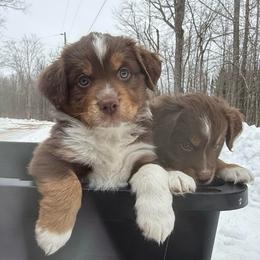Casanova - Red tri male Miniature Australian Shepherd puppy in Pinnacle, North Carolina from Higher Elevations Mini Aussies