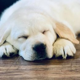 Labrador Retriever Puppies from Fairfax Pines English Labradors