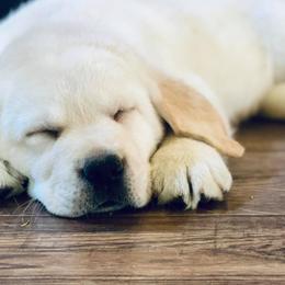 Labrador Retriever Puppies from Fairfax Pines English Labradors