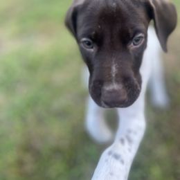 Prancer - Liver and white German Shorthaired Pointer puppy in Weeki Wachee, Florida from River Ridge GSP