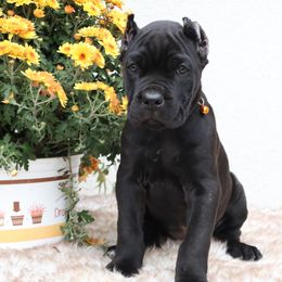 Pink collar(orange collar) - Black brindle female Cane Corso puppy in Caliente, California from Rafter Cross 7