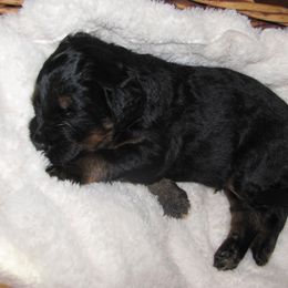 Dude (Orange Collar) - Tri-color male Bernedoodle puppy in Brandon, Iowa from Willow Creek Farm
