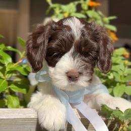 Casper - Cream male Australian Labradoodle puppy in Citrus Heights, California from Elite Blend Labradoodles