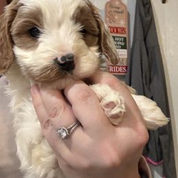 Whiskers - Blenheim male Cavapoo puppy in Osseo, Michigan from Smiths Fluffy butts