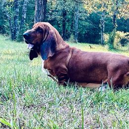 Rooster - Basset Hound