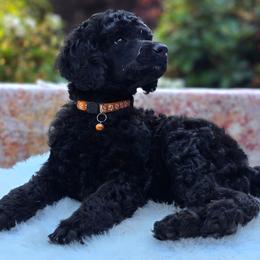Carrot - Black female Poodle puppy in Springfield, Oregon from Valaurah Farms