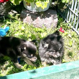 Teddy - Black and silver male Chihuahua puppy in Cass City, Michigan from Lil'Fevre Chihuahuas and PomFevre Pomeranians