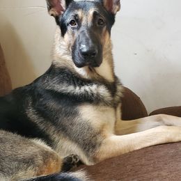 German Shepherd Puppies from Sandy’s Shepherds