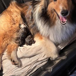 Shetland Sheepdog puppies from Mejimo