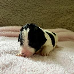 Julie - Black and white female Bernedoodle puppy in Rochester, Massachusetts from Harmony Hill Doodles