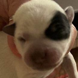Girl 1 - Australian Cattle Dog puppy in St. Landry, Louisiana from BMK Heelers
