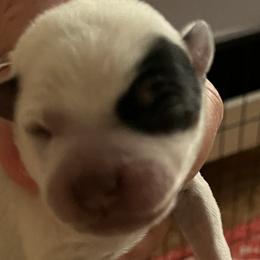 Girl 1 - Australian Cattle Dog puppy in St. Landry, Louisiana from BMK Heelers