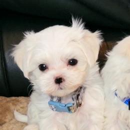 Maltese and Morkie Puppies from K and E Small Breed Puppies