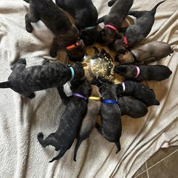 Dutch Shepherd Puppies from Oak Creek K9