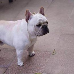 French Bulldog puppies from DF's Unlimited Ruff