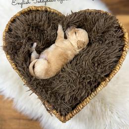 Matilda Mae English Teddybear - Apricot female Goldendoodle puppy in Grove, Oklahoma from Guinn Family Farms