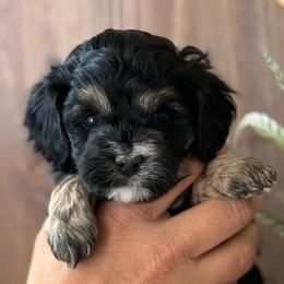 Tan point girl - Black white and tan female Cockapoo puppy in Rigby, Idaho from Elkington Family Farms LLC