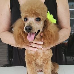 Jule - Poodle