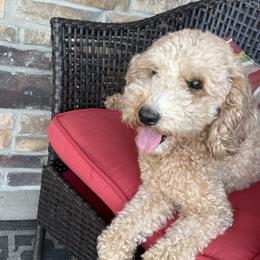 Oakley - Goldendoodle